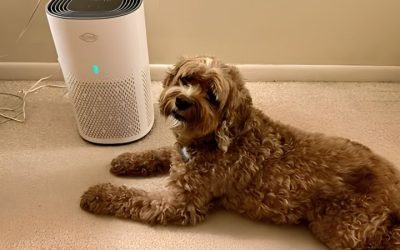 8 Best Air Purifiers for Pet Dander: 7 Shedding Season Picks