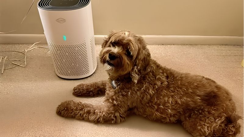 Dander Behaves Like Dust, Not Like Smoke