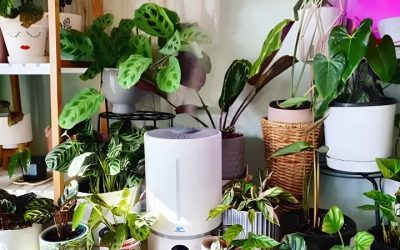 Best Humidifier for Plants: 7 Picks by Grow Space Setup