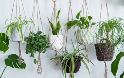 8 Best Plant Air Purifier Myths and What Actually Cleans Airs
