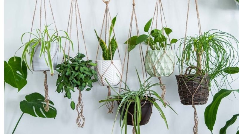 What Houseplants Do and Do Not Do for Indoor Air