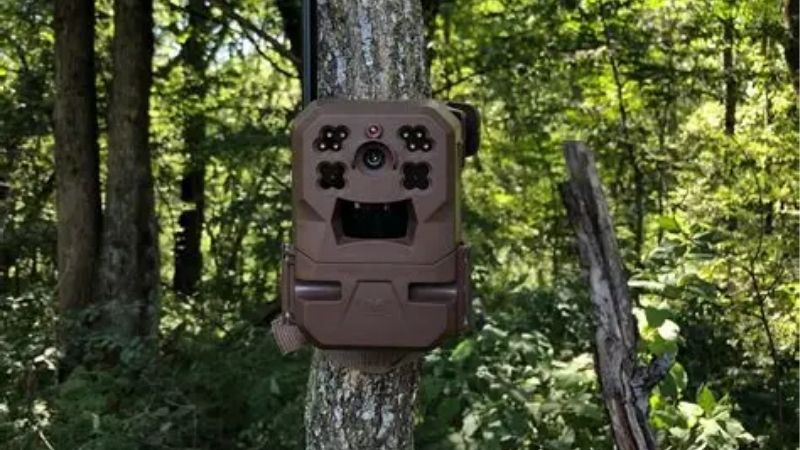 Where a Trail Camera Beats a Security Camera