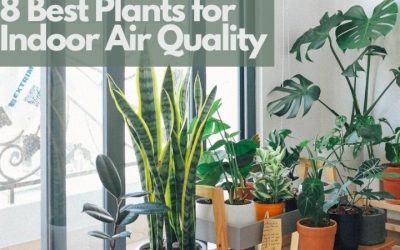 Best Air Purifier Indoor Plant Rooms: 7 Top Picks Ranked