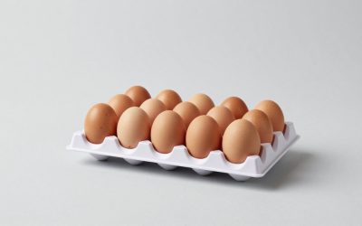 Best Egg Incubators for Hatching Chickens