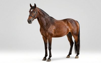 Best Horse Grooming Kits for Every Coat and Budget