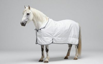 Best Winter Horse Blankets in 2026: Compared and Ranked