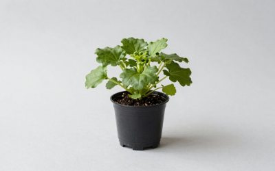 Grow a Garden New Year’s Shop Guide
