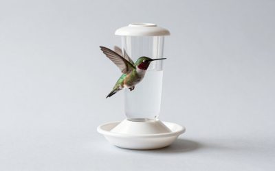 How to Choose Hummingbird Feeders for Gardens: What Actually Matters