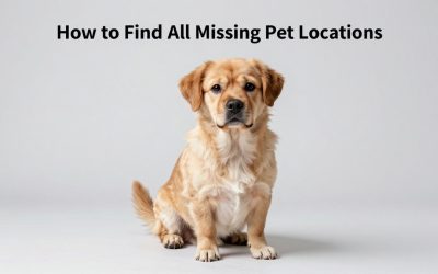 How to Find All Missing Pet Locations in Adopt Me