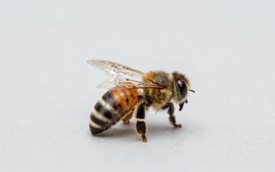 Sunshane 2 Pack Stainless Steel Bee vs WEICHUAN 2PCS Stainless Steel Hive Scraper: Which Should You Buy?