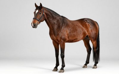 Tough 1 600 Denier Waterproof Horse vs Jeffers Poplar Head Defense 1680 Denier: Which Should You Buy?