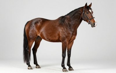 Tough 1 600 Denier Waterproof Horse vs LEAFOREST 1680D Turnout Winter Horse Blanket: Which Should You Buy?